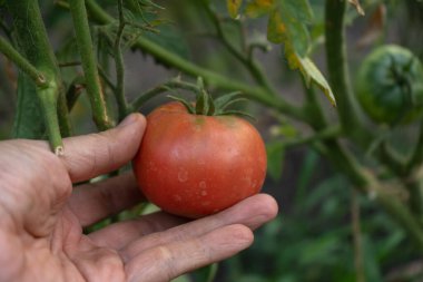 Büyük pembe domates hasadı, yaz hasat mevsimi.