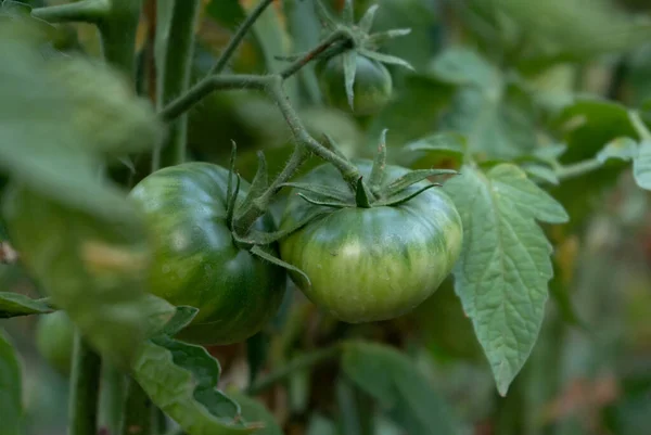 Green Tomatoes Bush Garden Harvesting Summer Season — Stock Photo, Image