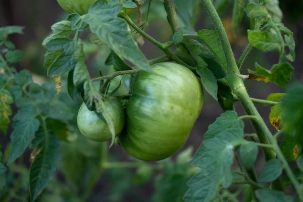 Green Tomatoes Bush Garden Harvesting Summer Season — Stock Photo, Image