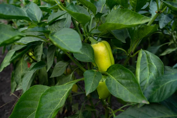 Raw Green Young Bell Pepper Garden Rows Paprika Plantation — Stock Photo, Image