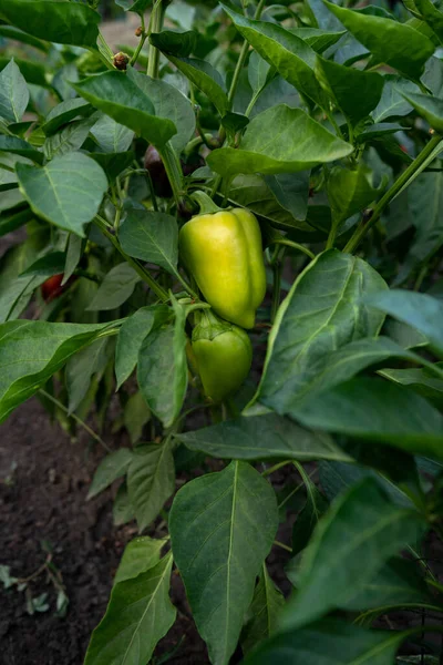 Raw Green Young Bell Pepper Garden Rows Paprika Plantation — Stock Photo, Image