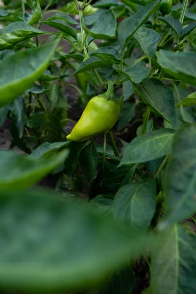 Raw Green Young Bell Pepper Garden Rows Paprika Plantation — Stock Photo, Image