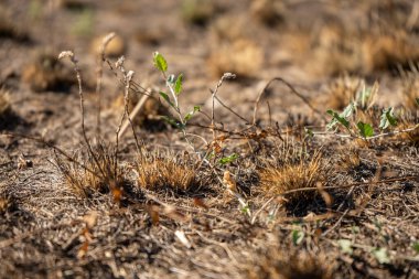 Yangından sonra yanmış ot ve küllerle dolu tarla, ekoloji ve orman yangınları