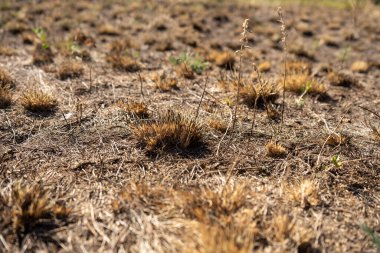Yangından sonra yanmış ot ve küllerle dolu tarla, ekoloji ve orman yangınları