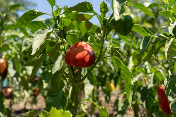 Red Ripe Bell Pepper Bushes Garden Summer Harvesting — Stock Photo, Image