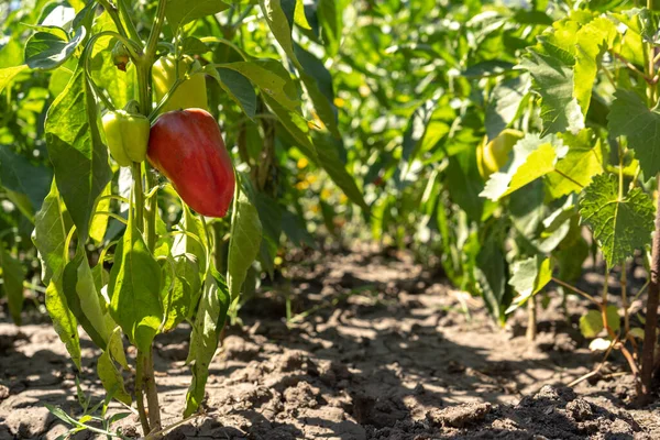 Red Ripe Bell Pepper Bushes Garden Summer Harvesting — Stock Photo, Image