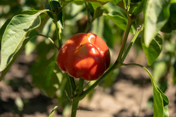 Red Ripe Bell Pepper Bushes Garden Summer Harvesting — Stock Photo, Image