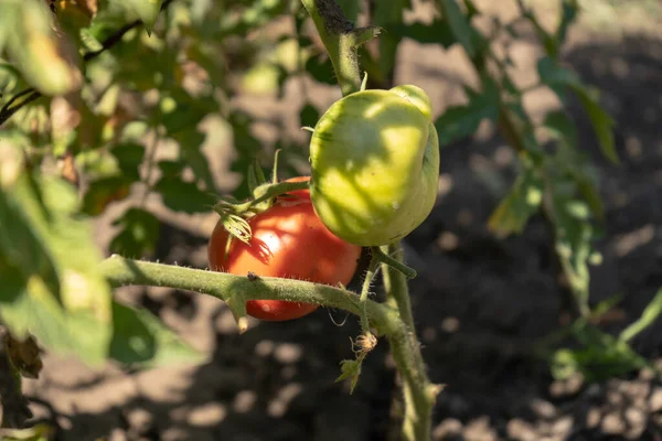 Cutting Harvest Big Pink Tomatoes Summer Harvesting Season — Stock Photo, Image