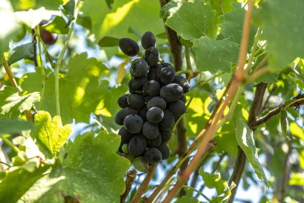 Dunkelblaue Weintraube Auf Einem Strauch Sommerlese — Stockfoto