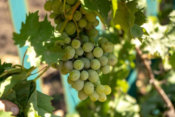 Uva Vinho Verde Clara Arbusto Colheita Verão — Fotografia de Stock