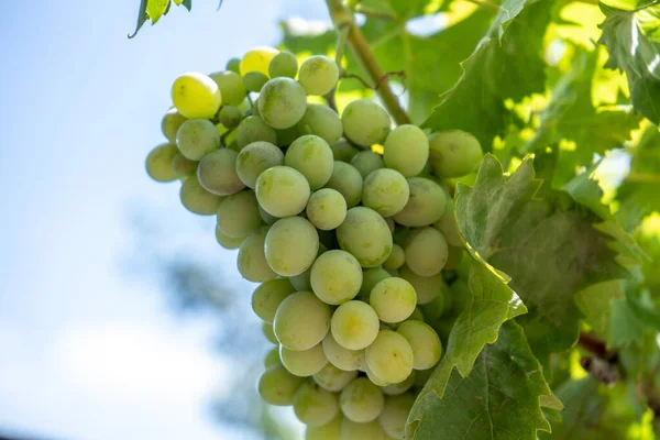 Uva Vinho Verde Clara Arbusto Colheita Verão — Fotografia de Stock