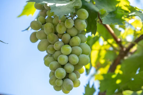 Uva Vinho Verde Clara Arbusto Colheita Verão — Fotografia de Stock