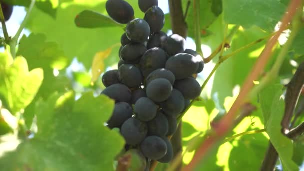 Vin Bleu Foncé Raisin Sur Buisson Récolte Été — Video