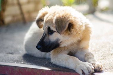 Köpek barınağındaki evsiz köpek yavrusu eve götürüldü.