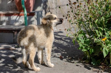 Köpek barınağındaki evsiz köpek yavrusu eve götürüldü.
