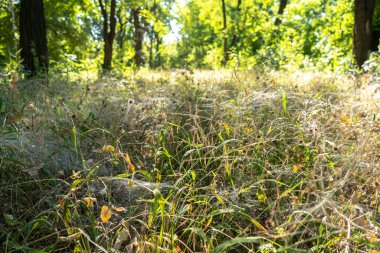 Üzerinde örümcek ağı olan yeşil çimenli park manzarası