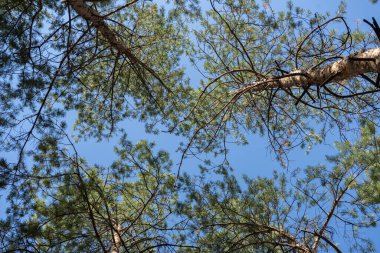 Çam ağaçlarının tepeleri mavi gökyüzü arkaplanından
