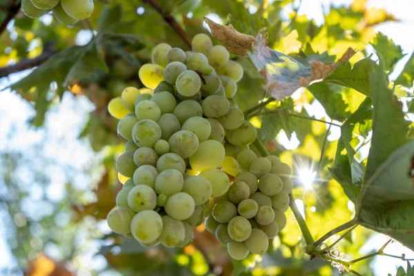 Weißweinlese Garten Mit Sonnenstrahl Auf Dem Hintergrund — Stockfoto