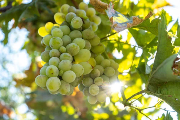 Weißweinlese Garten Mit Sonnenstrahl Auf Dem Hintergrund — Stockfoto