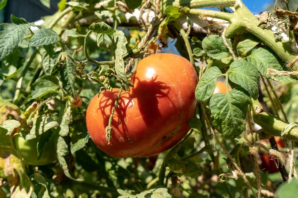 Large Pink Tomato Bush Garden Autumn Tomatoes Harvesting — Stock Photo, Image