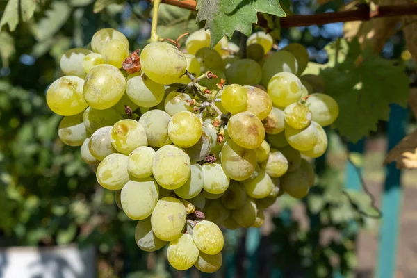 Colheita Uva Vinho Branco Jardim — Fotografia de Stock