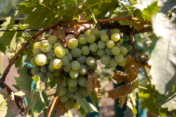 Colheita Uva Vinho Branco Jardim — Fotografia de Stock