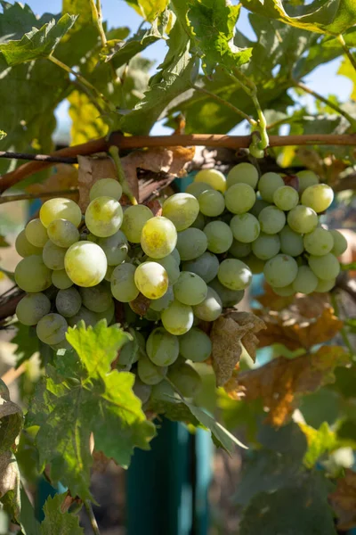 Colheita Uva Vinho Branco Jardim — Fotografia de Stock