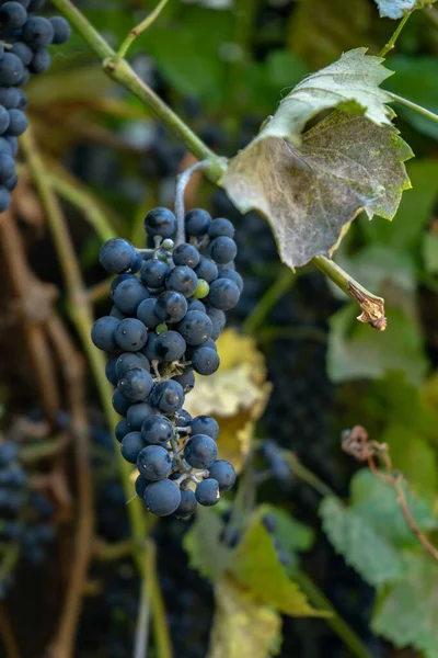 Blue Wine Grape Branch Garden — Stock Photo, Image