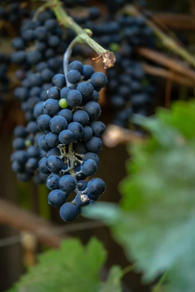 Uva Vinho Azul Ramo Jardim — Fotografia de Stock