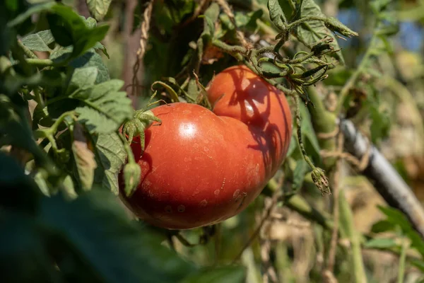 Large Pink Tomato Bush Garden Autumn Tomatoes Harvesting — Stock Photo, Image