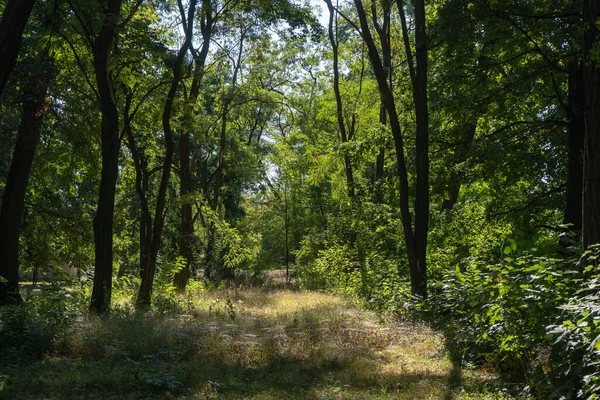 Parque Paisagem Com Árvores Grama Verde Com Teia Aranha Sobre — Fotografia de Stock