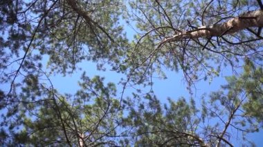 Çam ağaçlarının tepeleri mavi gökyüzü arkaplanından