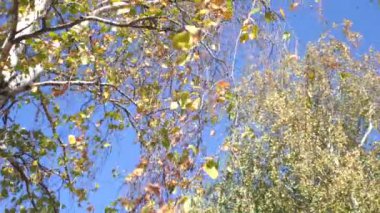 Huş ağacı yaprakları sonbaharda, rüzgar esiyor