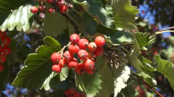 秋の赤い野生の果実 公園で熟したローワーベリー — ストック動画