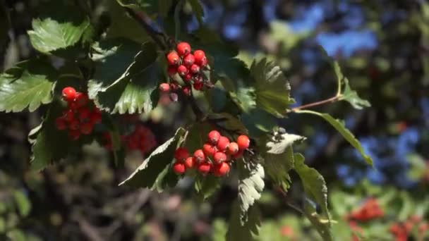 Sonbahar Kırmızı Yabani Böğürtlen Parkta Olgun Kızılcık — Stok video