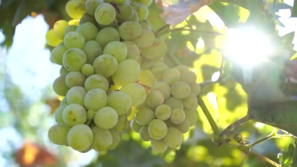 Bílé Víno Sklizeň Zahradě Slunečním Paprskem Pozadí — Stock video