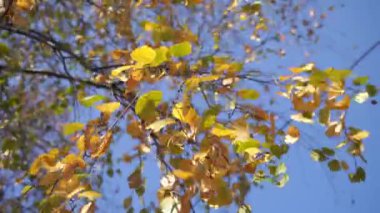 Sonbaharda huş ağacı. Sonbaharda huş ağacı sarı ve yeşil yapraklar.