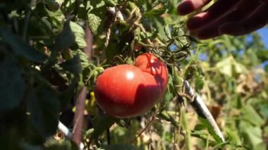 Bahçesinde secateurs ile bir çalıdan büyük pembe domates keserek. Sonbahar domatesleri hasat ediliyor
