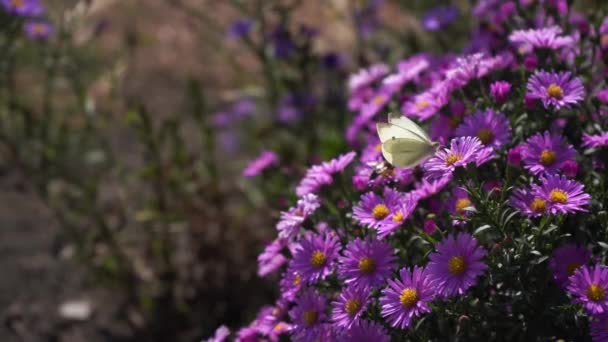 Lila Neuengland Astern Wilde Tiefviolette Blumen Auf Dem Feld — Stockvideo