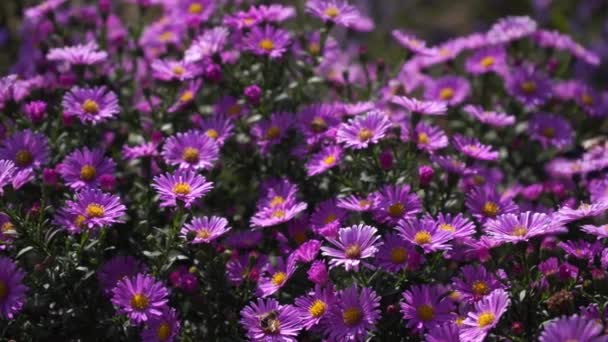 Lila Neuengland Astern Wilde Tiefviolette Blumen Auf Dem Feld — Stockvideo
