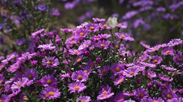 Μωβ Αστέρες Της Νέας Αγγλίας Άγρια Βαθιά Μοβ Λουλούδια Στον — Αρχείο Βίντεο