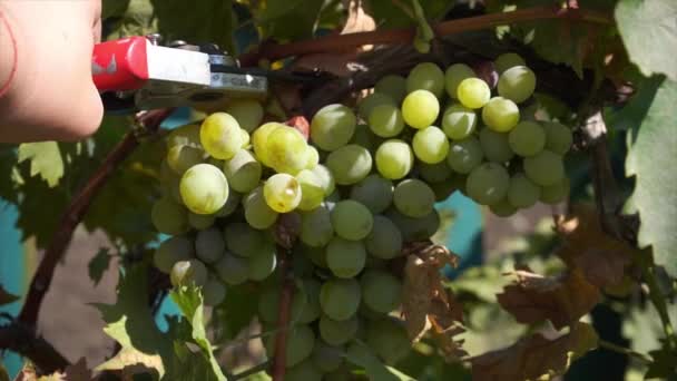 Ernte Der Weintrauben Mit Der Gartenschere Zeitlupe — Stockvideo