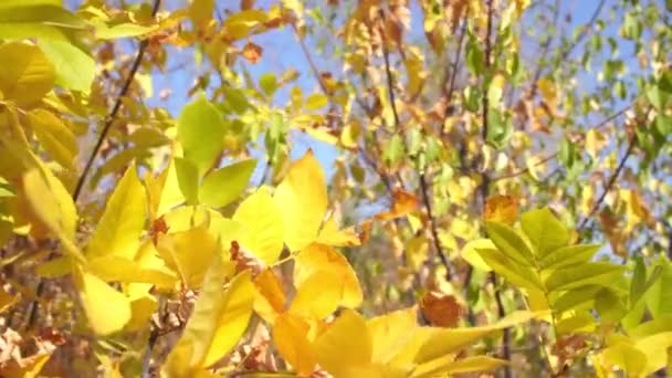 Žluté Zelené Listy Podzimních Větvích Stromy Podzim — Stock video