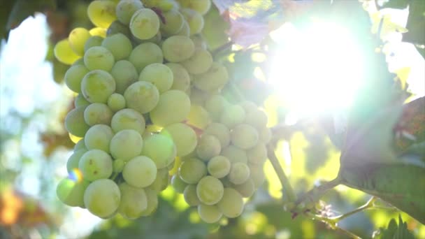 白葡萄酒葡萄在有阳光背景的花园里收获 — 图库视频影像