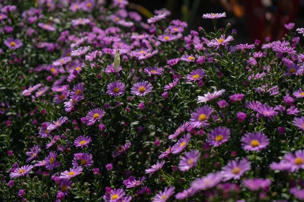 Lila Nya Engelska Mästare Vilda Djupa Lila Blommor Fältet — Stockfoto