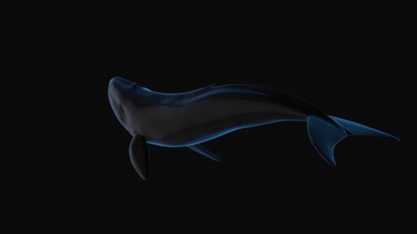 Representación Ballena Azul Negro Brillante Rotación Bucle Ballena — Vídeo de stock