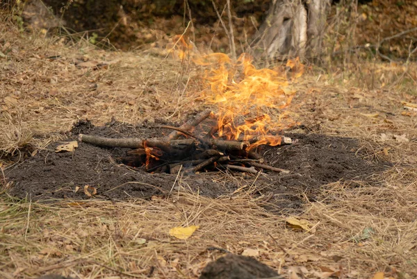 Man Putting Wooden Sticks Fire Bonfire Forest Campfire Nature Stock Photo