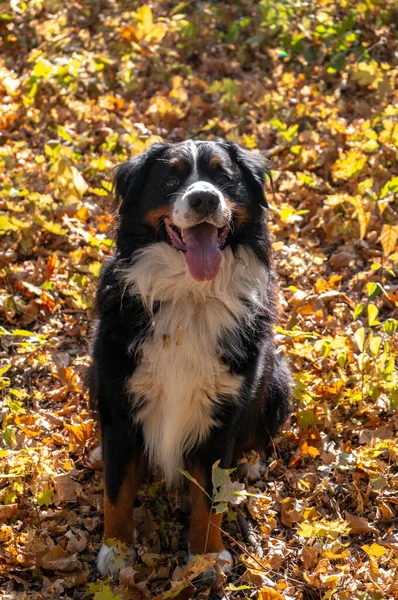 黄色い秋の紅葉が多いベルナーゼ山の犬 秋に公園を犬が歩く — ストック写真