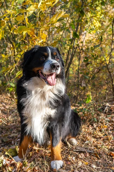 Bernský Horský Pes Spoustou Žlutých Podzimních Listů Pes Procházka Parku — Stock fotografie