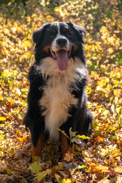 Bernese Fjällhund Med Mycket Gula Höstlöv Runt Omkring Hundpromenad Parken — Stockfoto